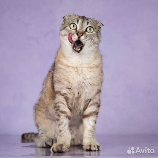 Бенджамин - красавец кот с охд (лёгкая форма)