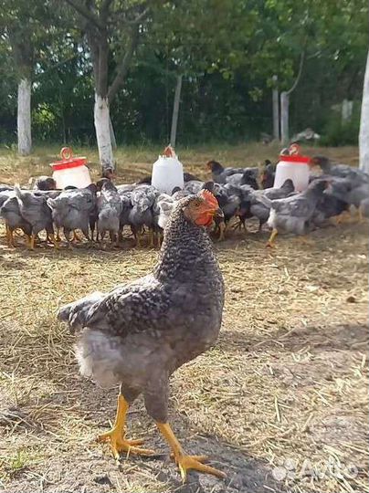 Куры Чешский Доминант