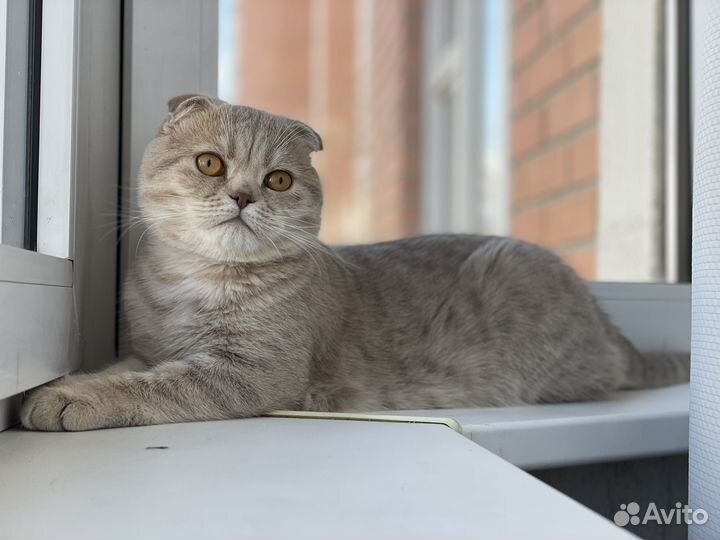 Британский кот