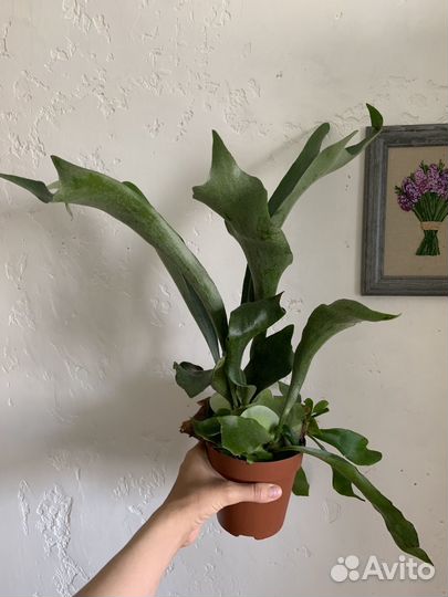 Платицериум бифуркатум