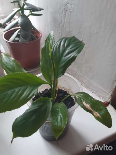 Спатифиллум женское счастье парус любви