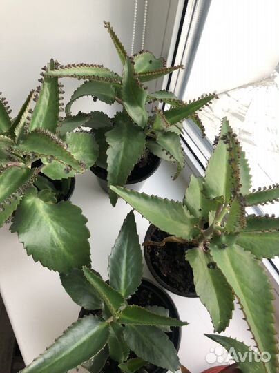 Каланхоэ лечебный