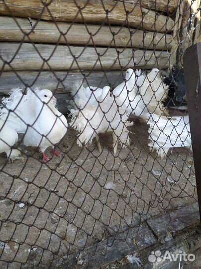 Голуби павлины