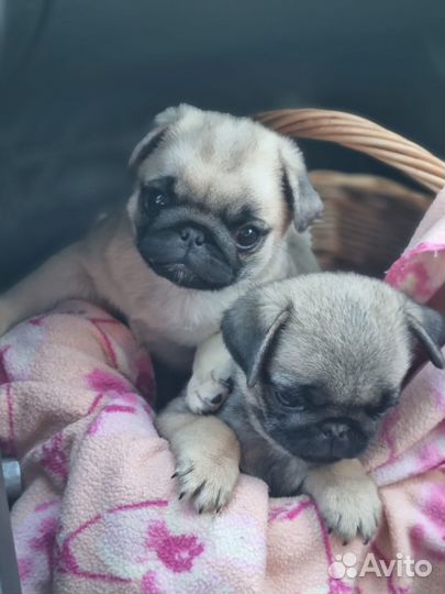 Щенки мопса