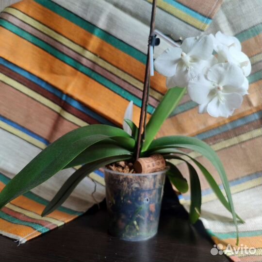 Орхидея Phal. Charming Crystal Water 1287