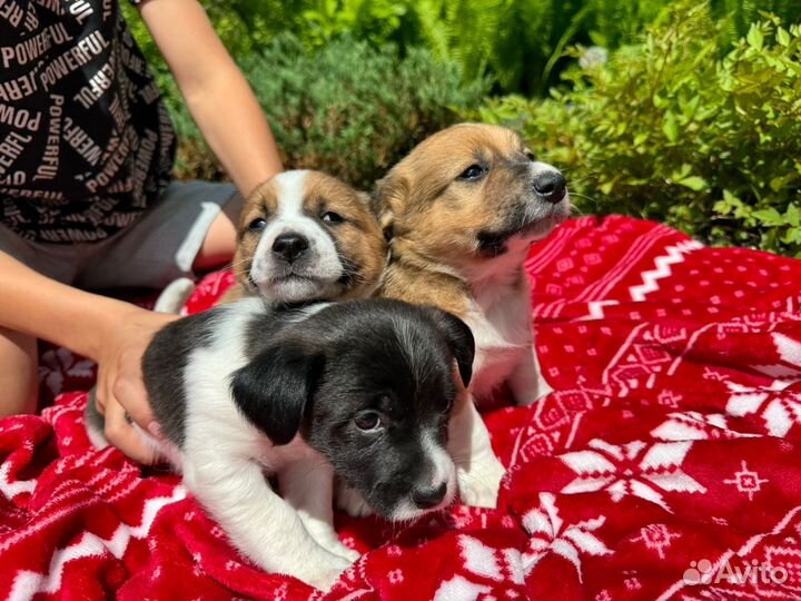 Щенки