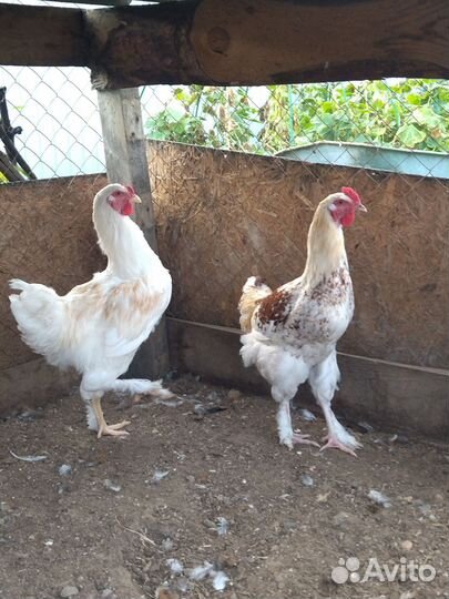 Молодые петух