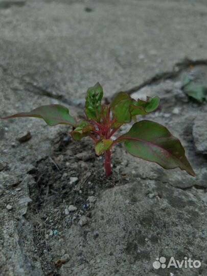 Целозия. Семена цветов