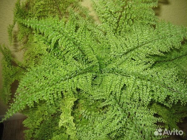 Комнатные растения. Нефролепис Глориоза