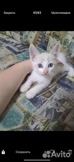 Отдам в добрые руки котят