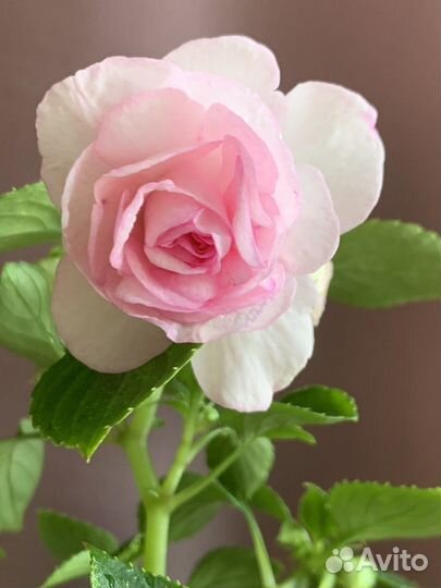 Бальзамин махровый 6 сортов