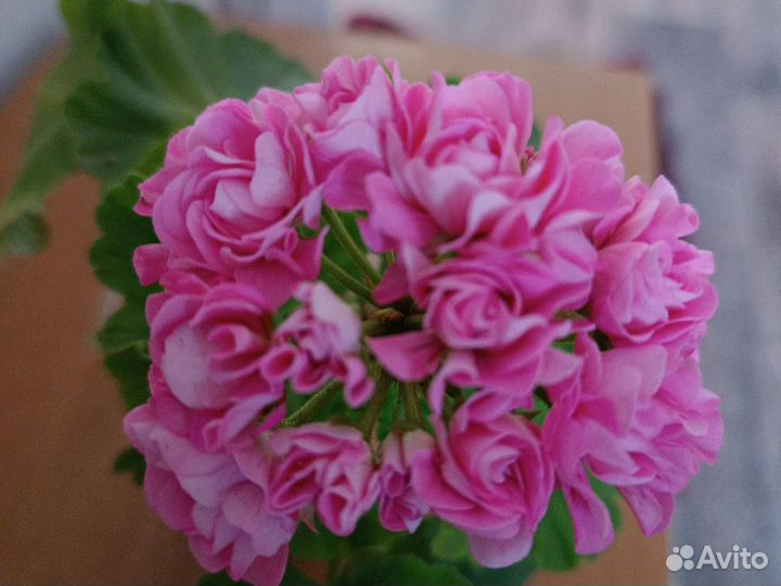 Пеларгония Принцесса Филиппа