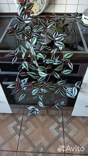 Традесканция зебрина, хлорофитум 200 и отростки