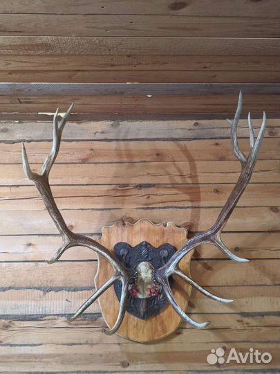 Продам рога оленя