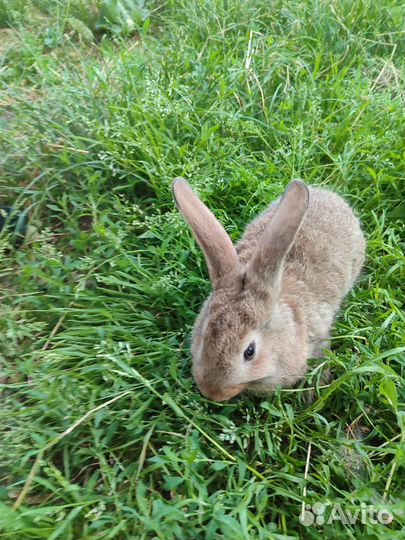 Кролики 3 месяца