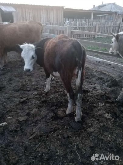 Тёлочка годовалая