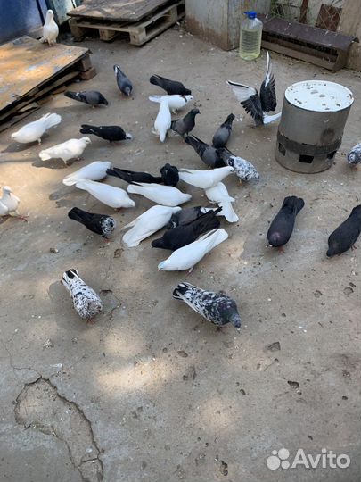 Продажа голубей