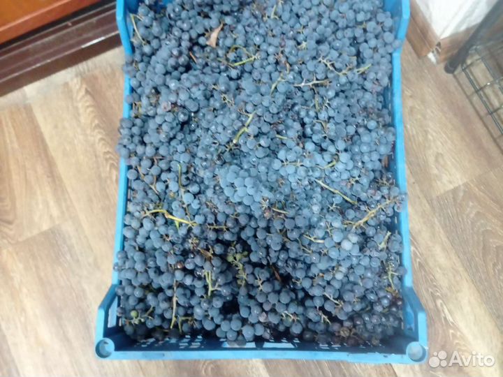 Винный виноград 50 р. кило