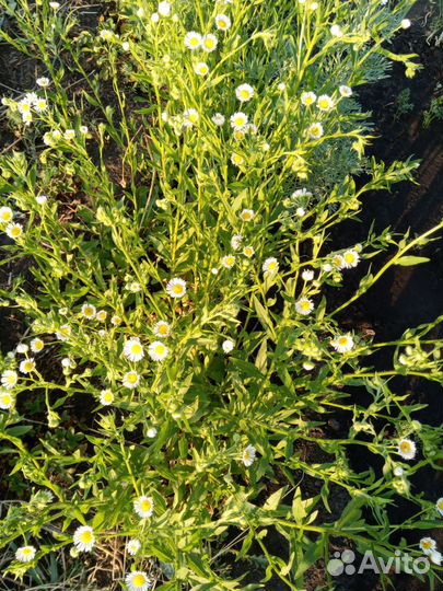 Ромашка для букета