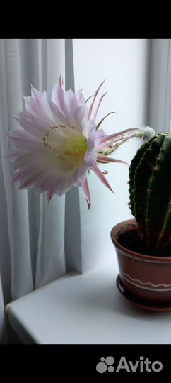 Кактус эхинопсис