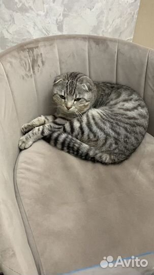 Кошки в добрые руки бесплатно