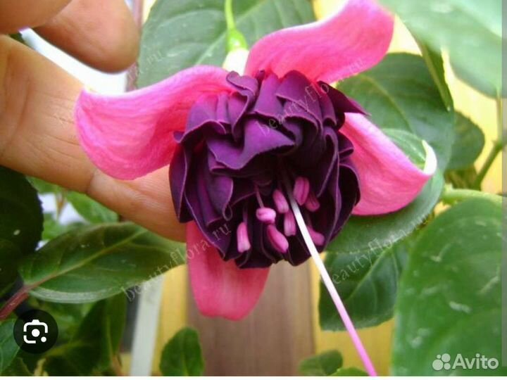 Фуксия в кашпо