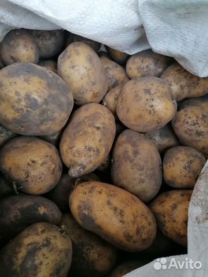 Картофель на посадку
