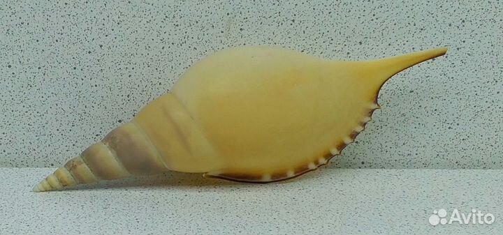 Тибия Мартини 11,9