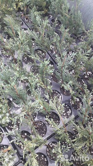 Туя западная смарагд