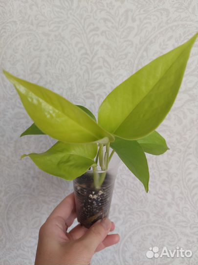 Сциндапсус, эпипремнум