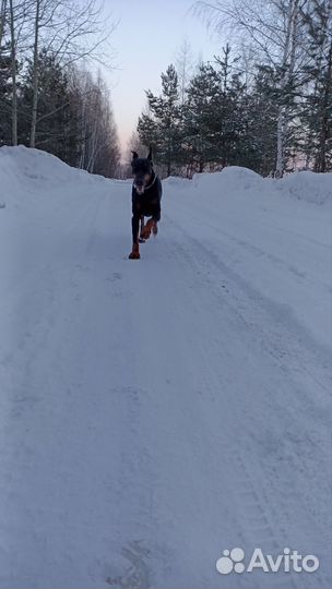 Выгул, Передержка, Дрессировка