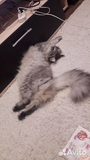 Отдам кота в добрые руки