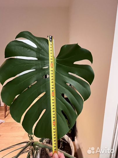 Монстера. Большое комнатное растение