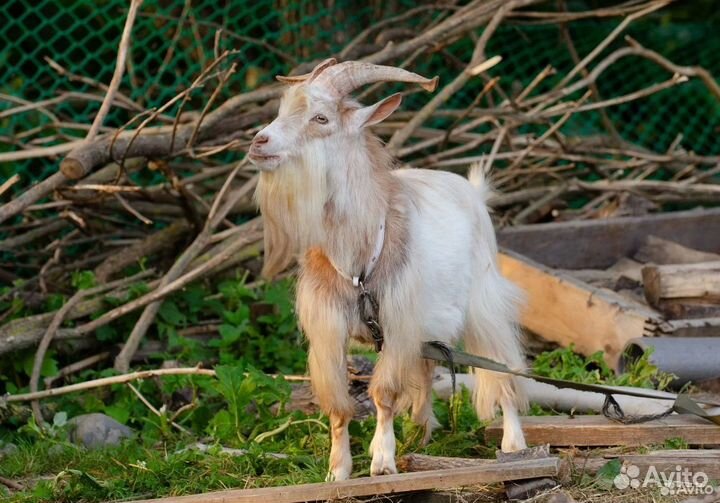 Продаются козы