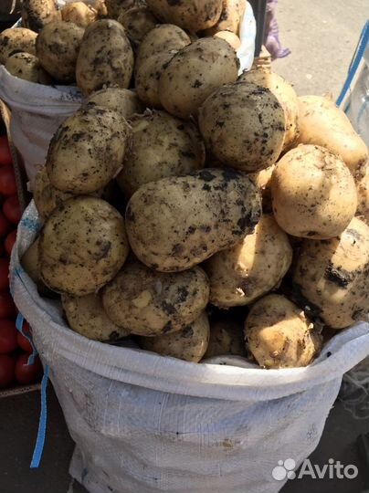 Картофель Краснодар