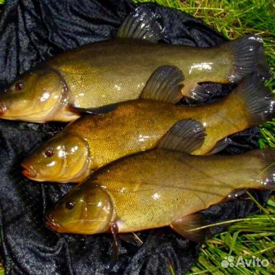 Продажа линя