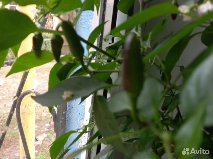 Перцы острые разных сортов