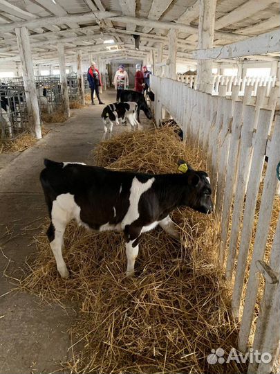 Бычки и телки холмогоры и голштины