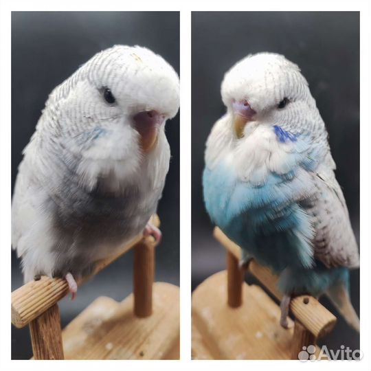 Выставочный волнистый попугай, самец