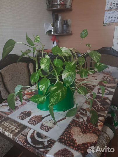 Комнатный цветок сциндапсус эпипремнум