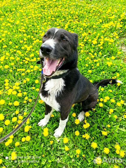 Возьми собаку из приюта