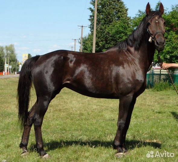 Полукровные лошади