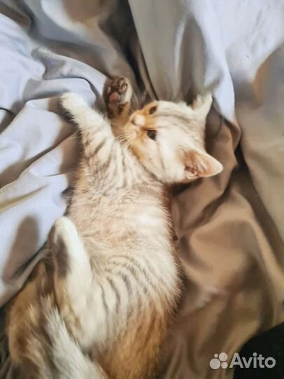 Шотландский котик