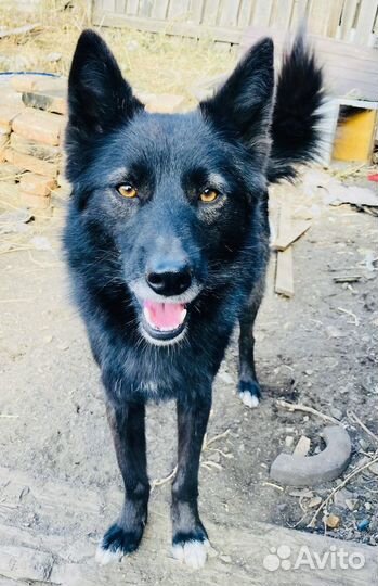 Отдам Собаку