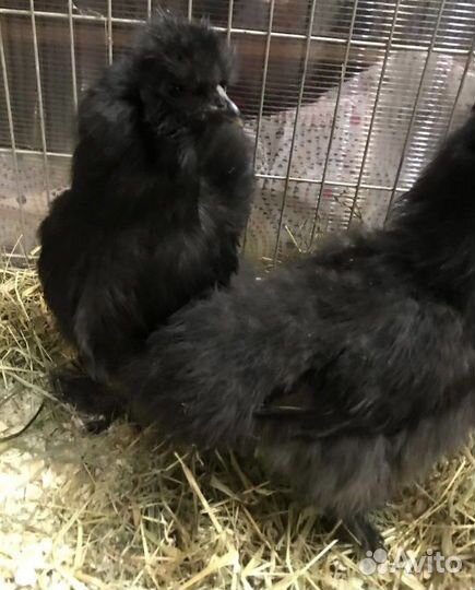 Китайские шёлковые петушки