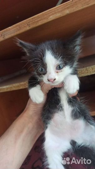 Отдам котят в добрые и заботливые и руки