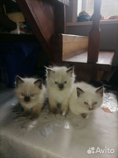 Кошка в дар