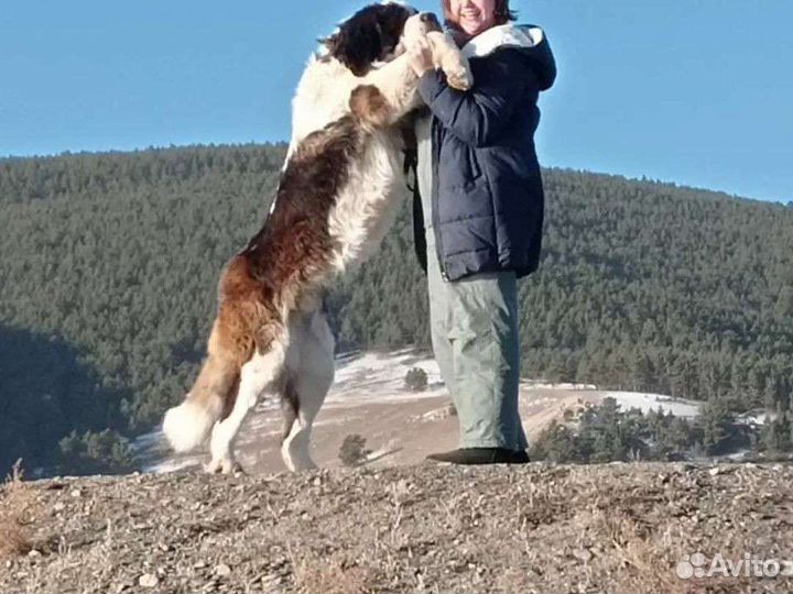 Щенки сенбернара