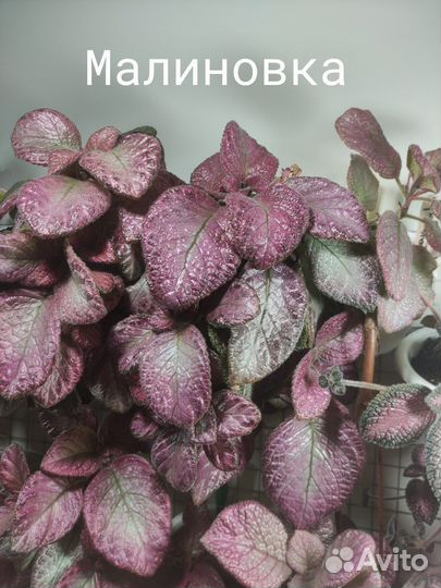 Эписции сортовые на срез