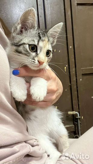 Котенок Малинка ищет дом